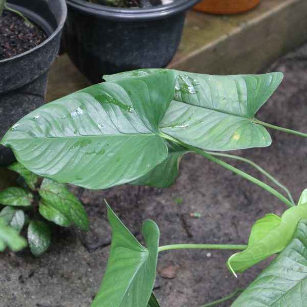 Homalomena Sp. Corong
