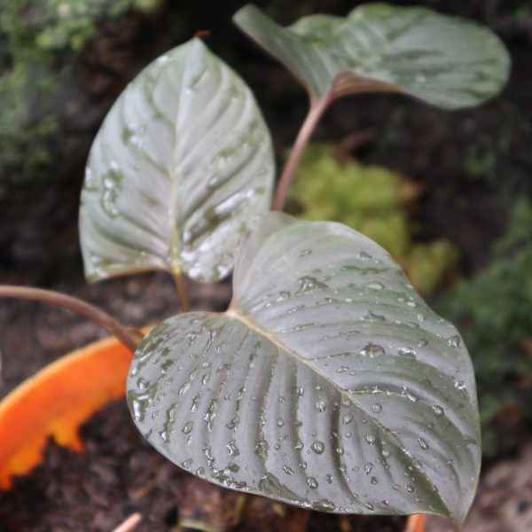 Homalomena Rubescens Dark