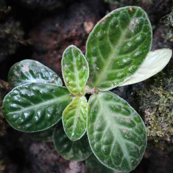 Argostemma Crocodile