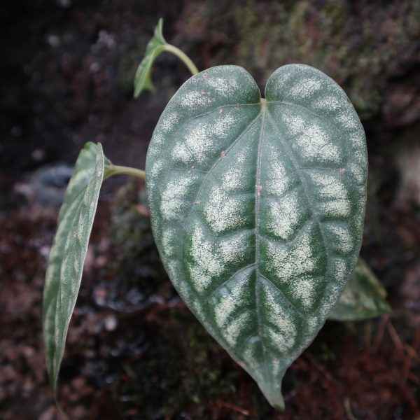 Piper Argyrites Silver