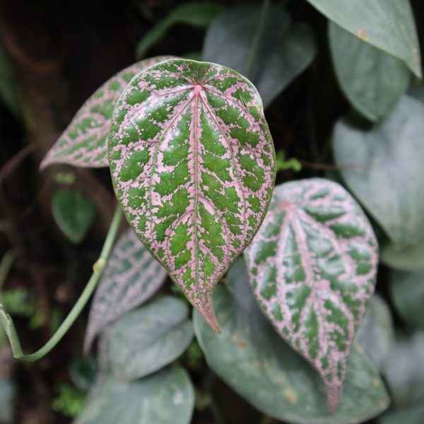 Piper Ornatum