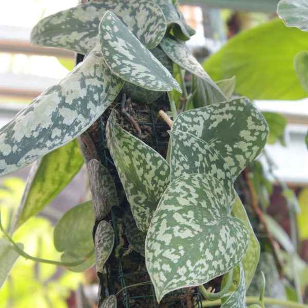 Scindapsus Sp. Snake Scale