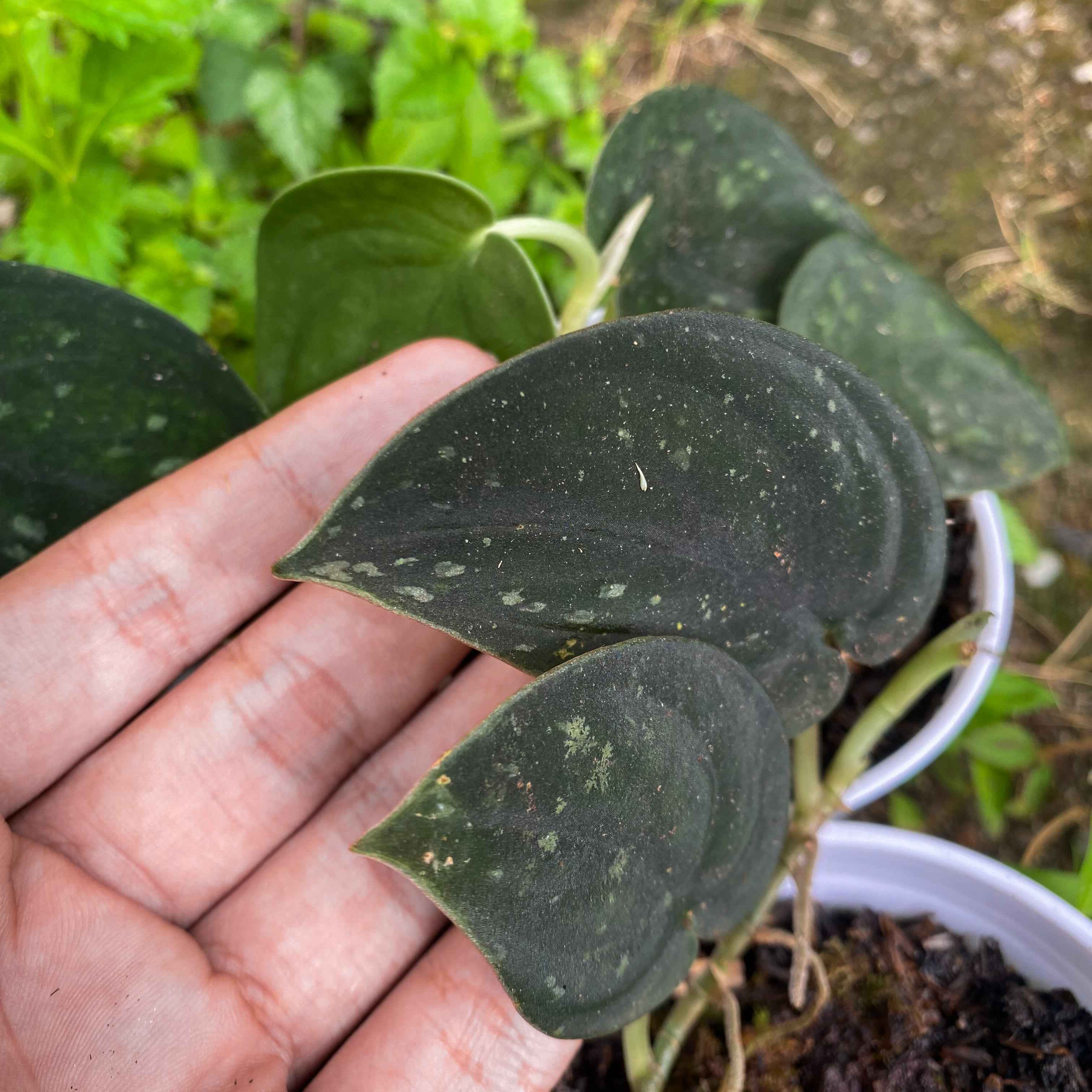 Scindapsus Dark Form