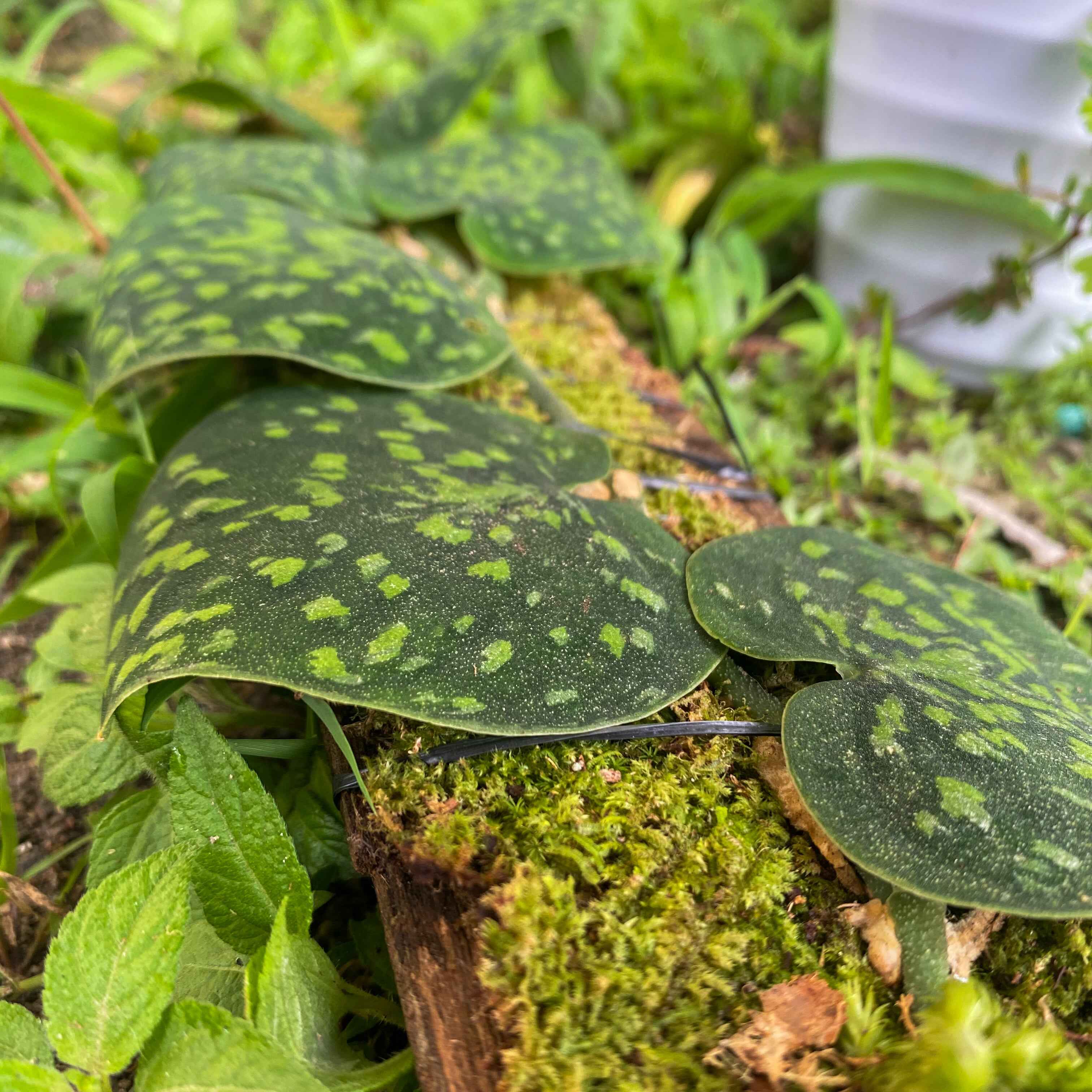 Scindapsus Snake Scale Stabilo