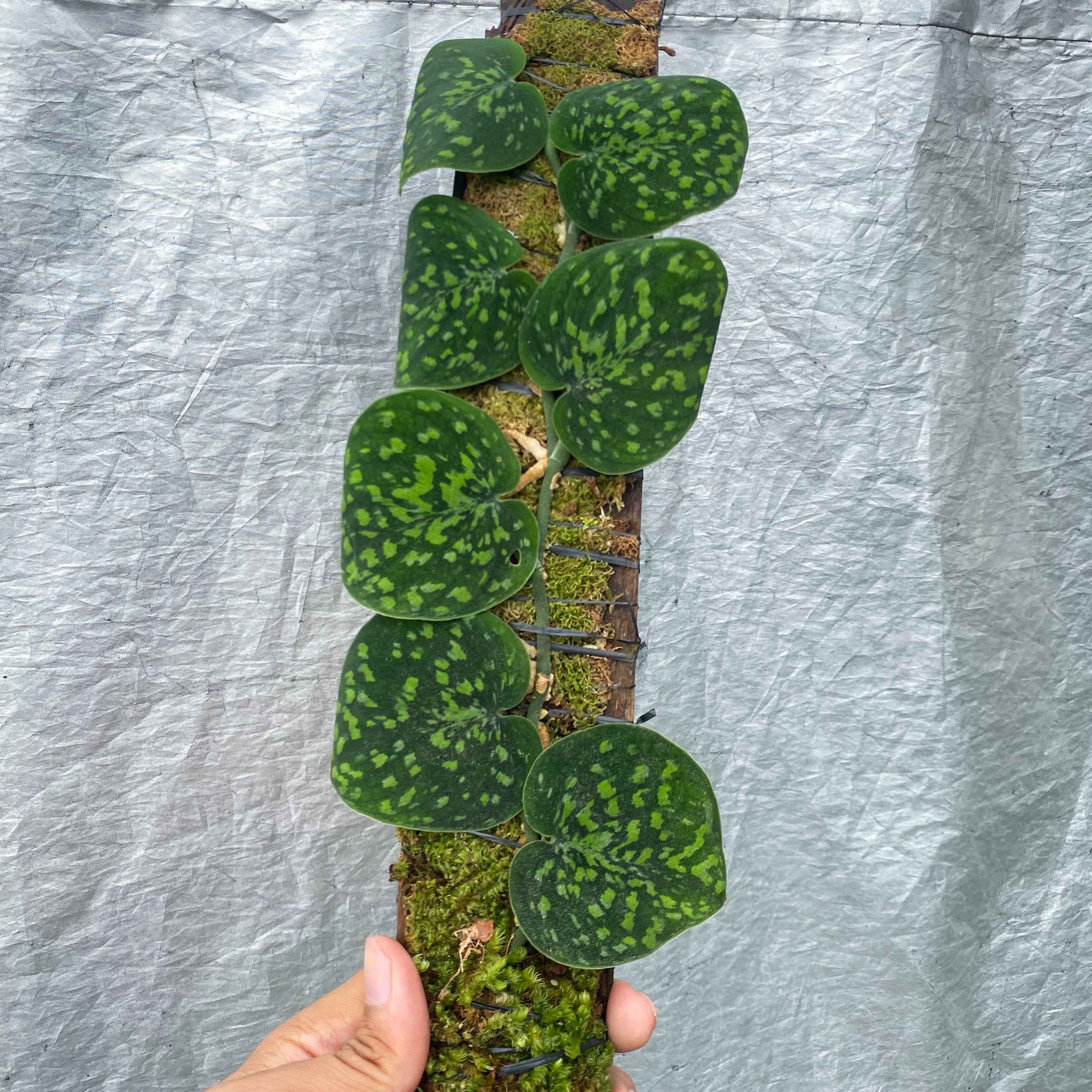 Scindapsus Snake Scale Stabilo