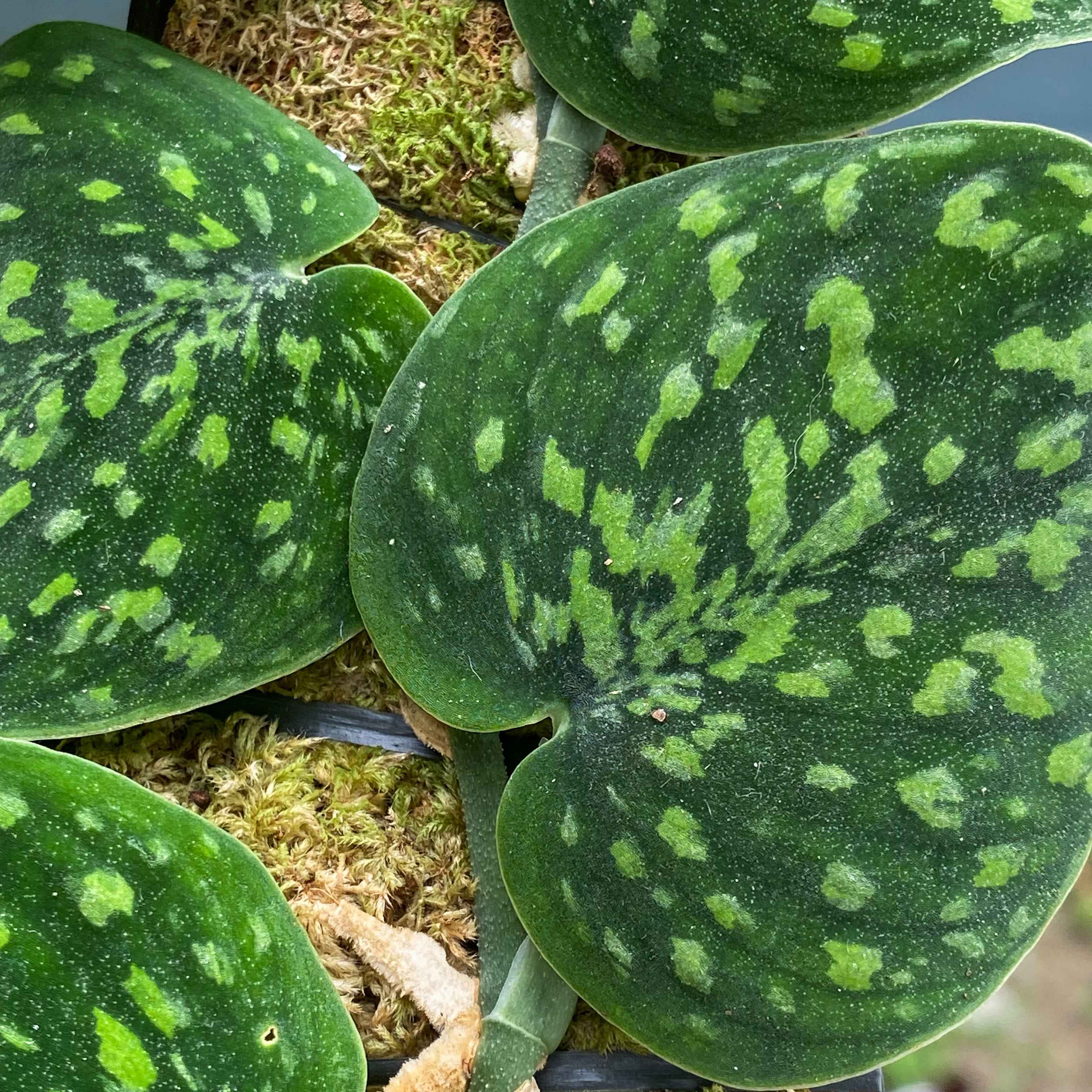 Scindapsus Snake Scale Stabilo