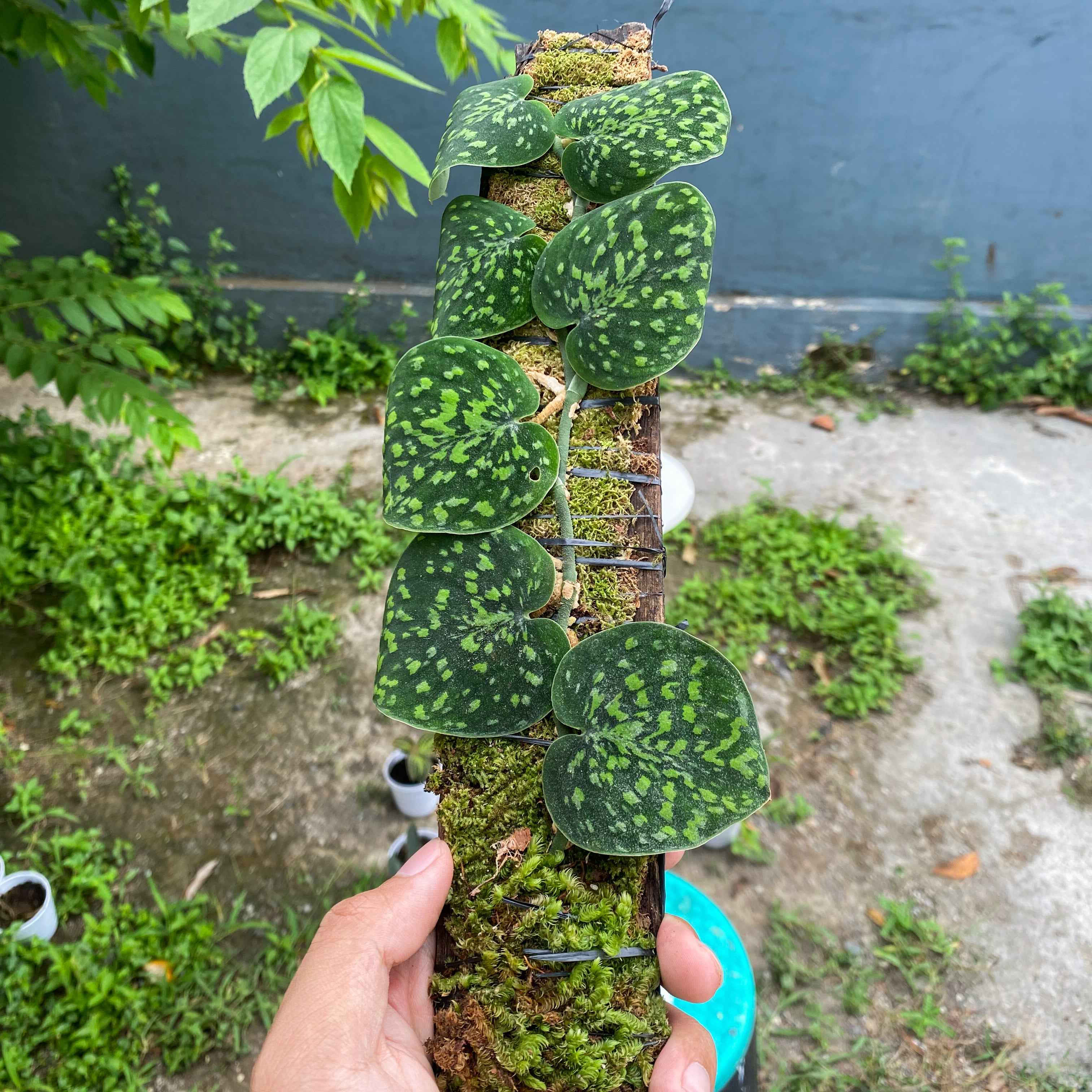 Scindapsus Snake Scale Stabilo