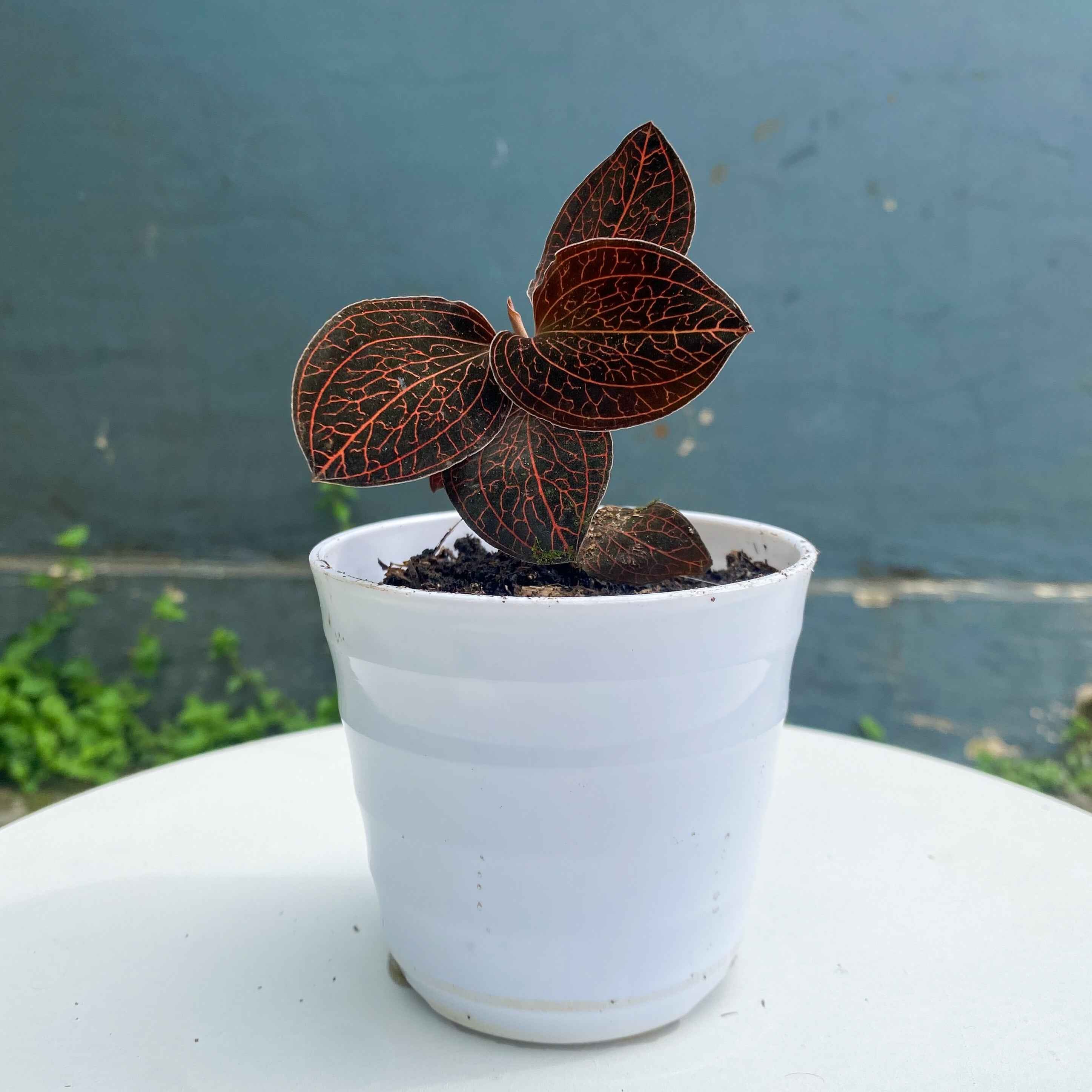 Orchid Ludisia Discolor Red