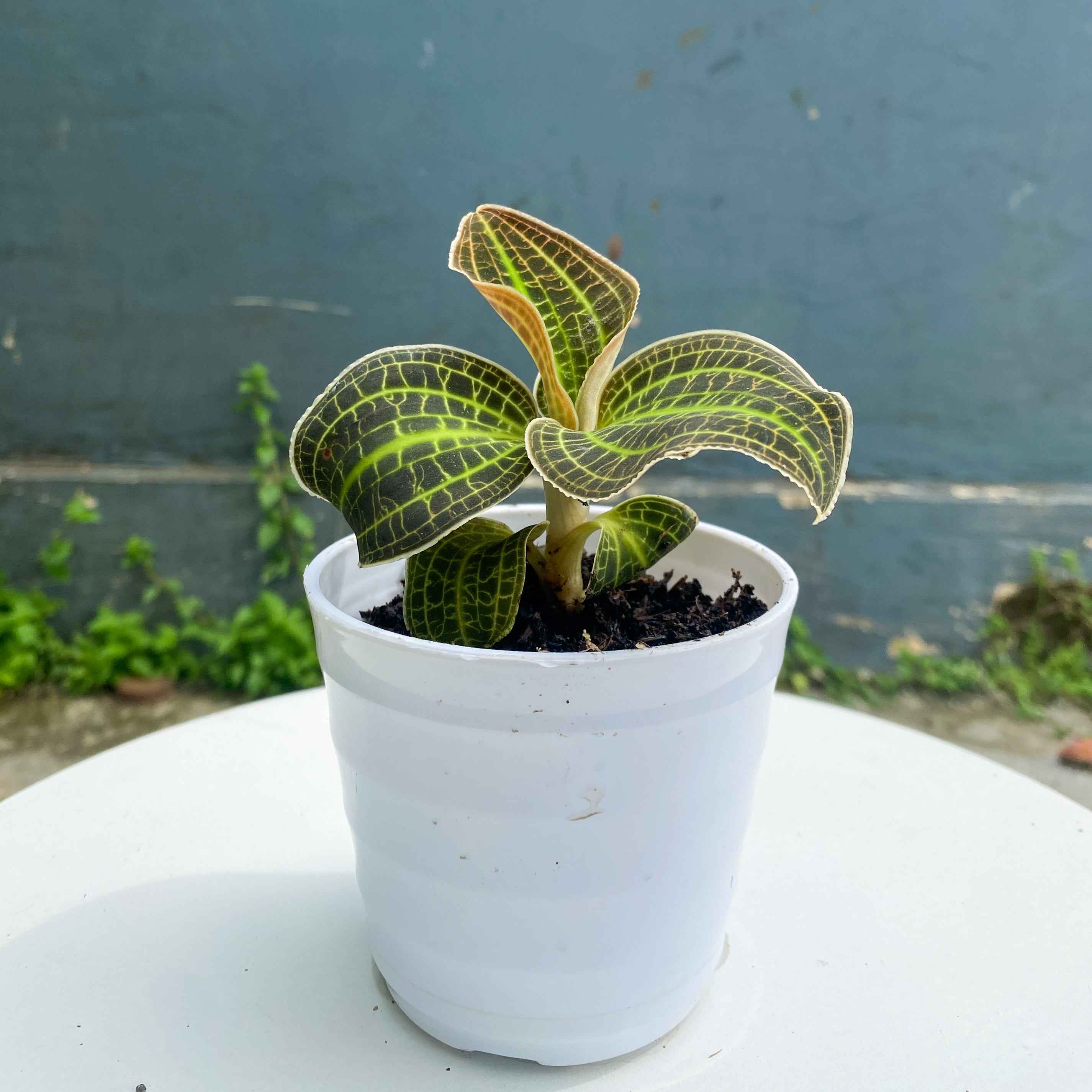 Orchid Macodes Sanderiana