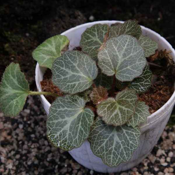 Saxifraga Stolonifera