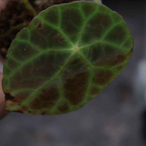 Begonia Goegoensis