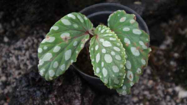 Begonia Polkadot