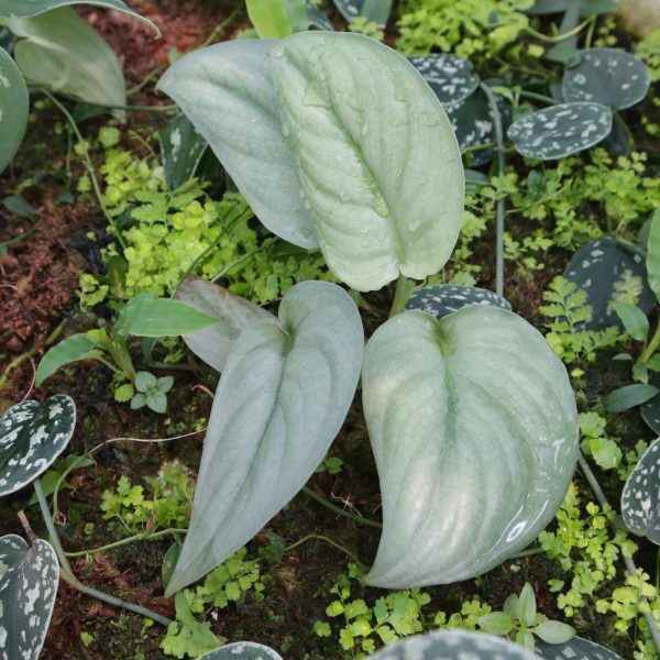 Scindapsus Silver Hero