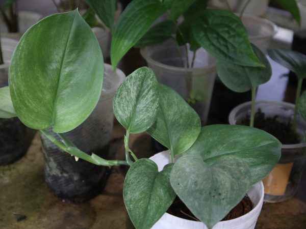 Scindapsus Mint Variegated