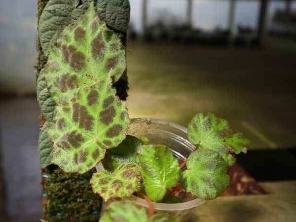 Begonia tuberculosa