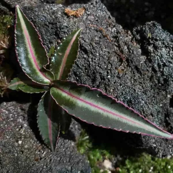 Labisia Pumila Blume Pink