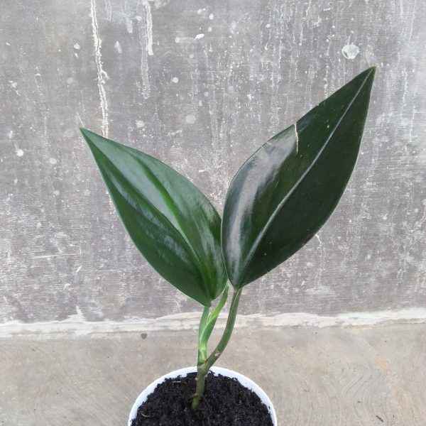 Scindapsus Treubii Dark