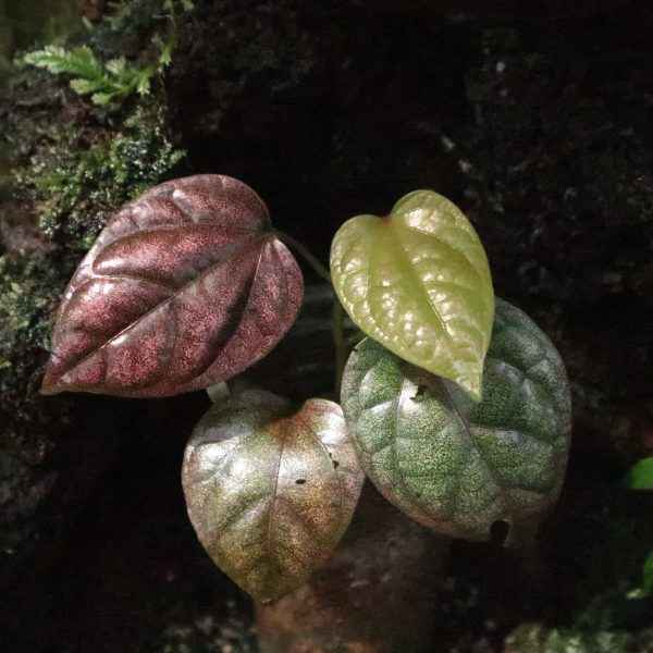 Piper Argyrites Pink