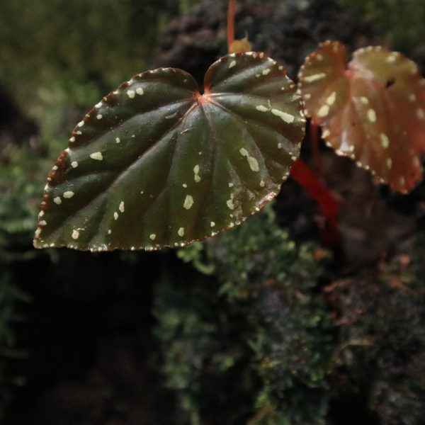 Begonia Atrica