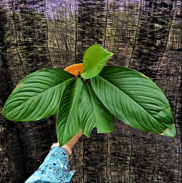 Homalomena Punctulata