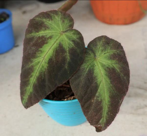 Begonia Sp Sumatra