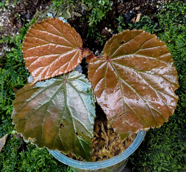 Begonia Sp Raun