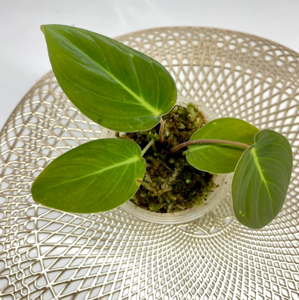 Homalomena sp Sumatra