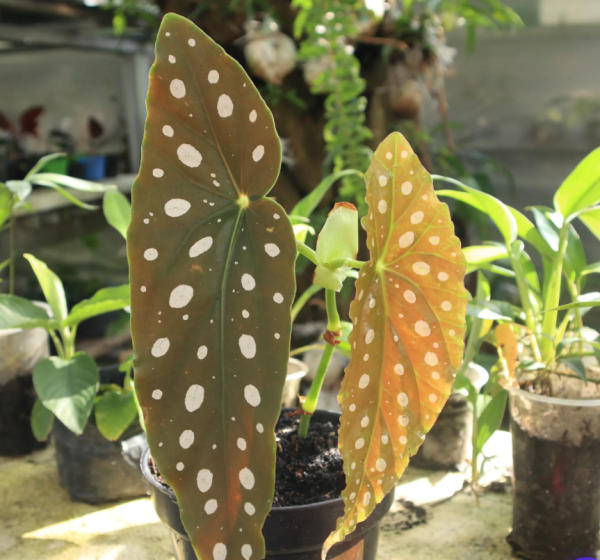 Begonia Maculata