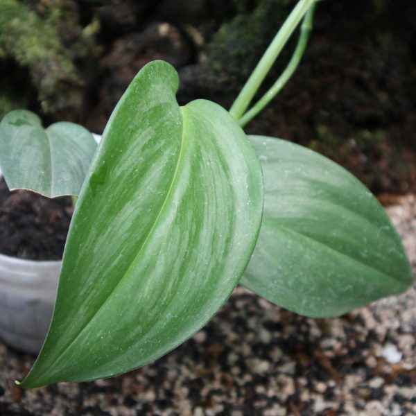 Scindapsus Officinalis