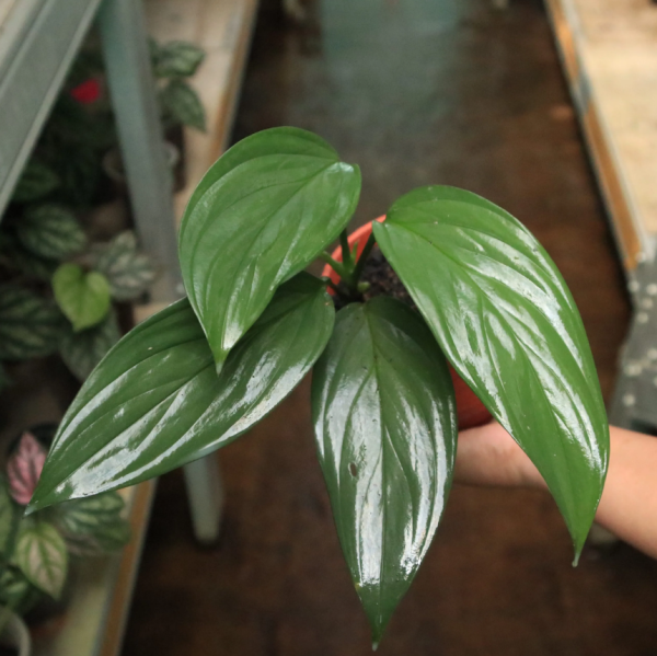 Scindapsus Prakensis Silver